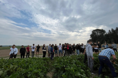 Uczniowie stoją na polu buraków cukrowych, w tle drzewa