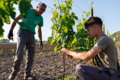 Mężczyzna stoi, uczeń kuca przy winogronie